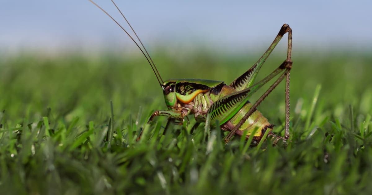 Are Grasshoppers Kosher?