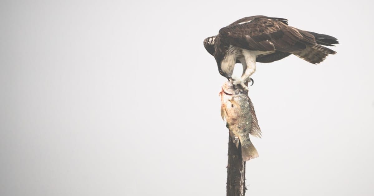 Kosher Animals and Fish: What Can We Eat?