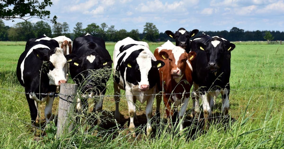 The Guide to Waiting Between Meat and Milk